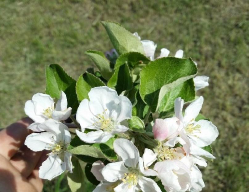 Цветение яблони: сроки для разных регионов выращивания и важные нюансы. Цветение яблонь: в каком возрасте и в каком месяце наступает Когда будут цвести яблони в