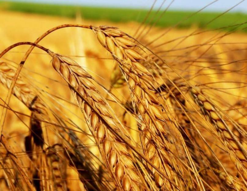 Значение пшеницы в жизни. Пшеница — важнейшая зерновая культура — Гипермаркет знаний