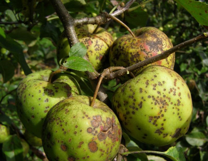 Болезни у яблони как обугленные. Основные болезни яблонь и их лечение