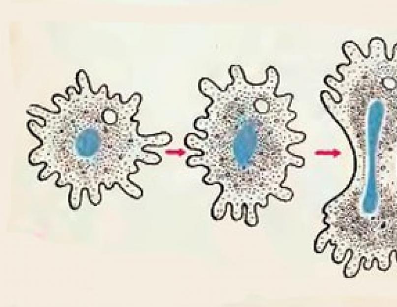 Амеба — что такое в биологии, строение и жизненный цикл. Амеба протей: класс, среда обитания, фото