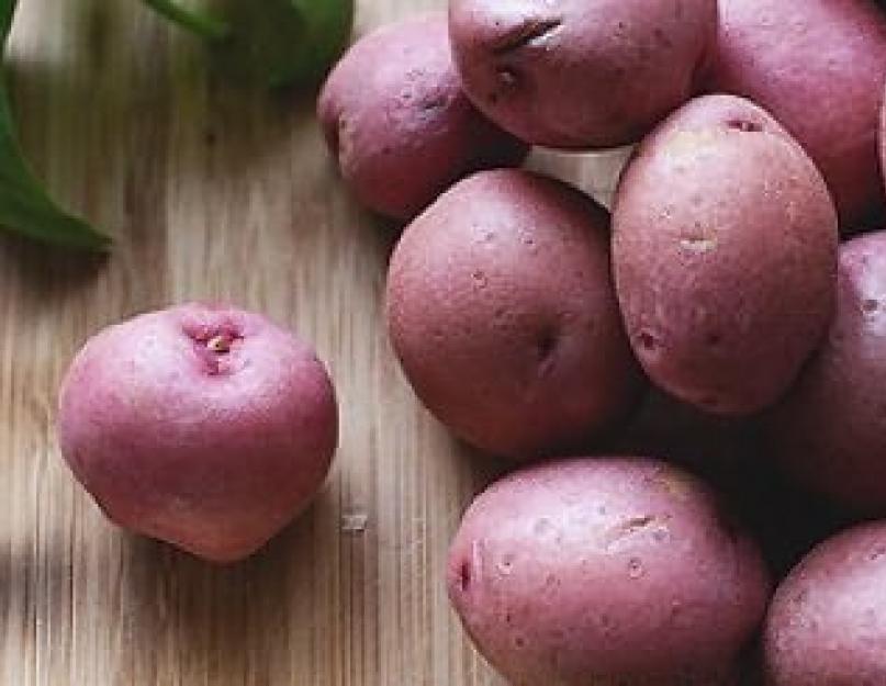 Самые хорошие сорта картофеля для средней полосы. Самые лучшие сорта картофеля: виды, описание и особенности