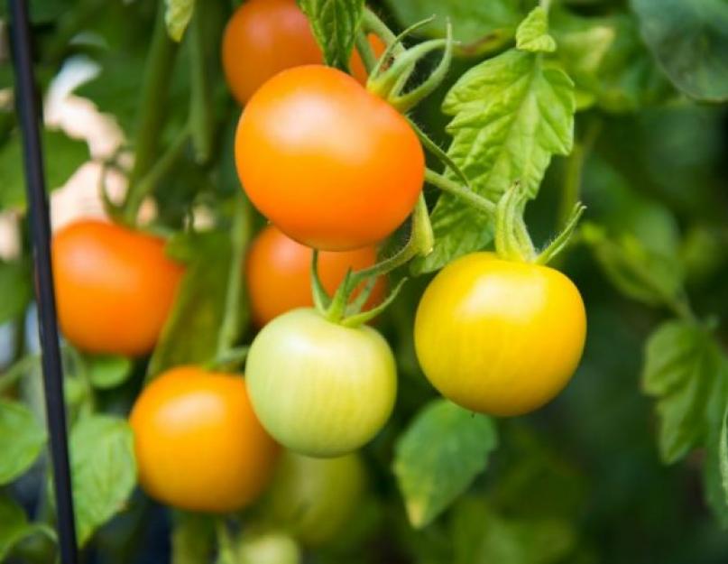Как и чем ускорить созревание помидоров. Как ускорить созревание томатов в открытом грунте