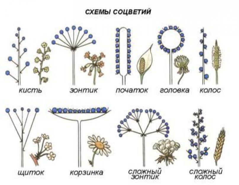Соцветие. Декоративный лук: виды, посадка, уход, размножение Шаровидное соцветие