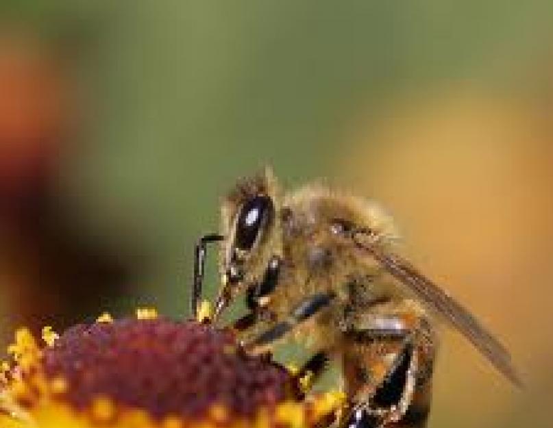 Внешние и поведенческие отличия шмелей, пчел, шершней и ос. Книдофобия Почему люди специально жалят себя пчелами