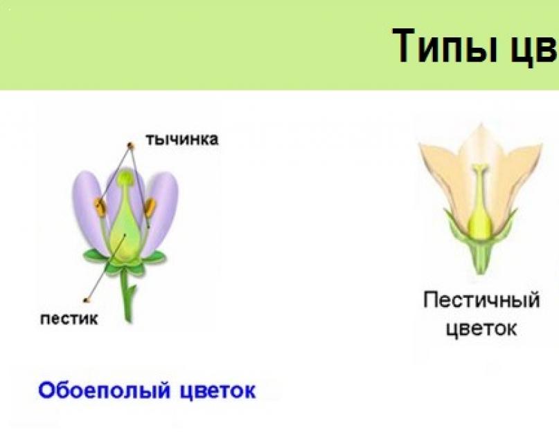 Определение пола у растений. Генетика пола у растений