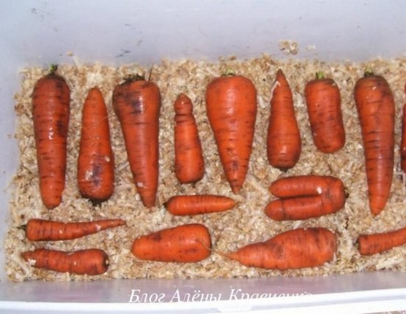  Хранение моркови в погребе или подвале зимой. 