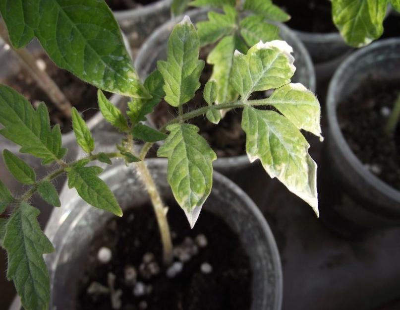 Заболевание листьев рассады томатов. Болезни рассады томатов: фото и их лечение