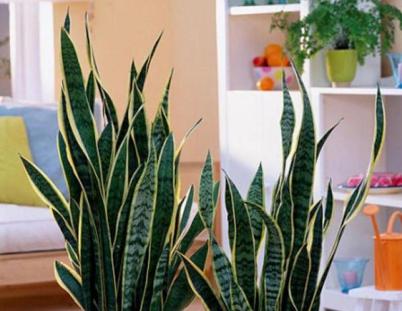 Растения природные очистители воздуха комнатные. Растения для очищения воздуха в квартире