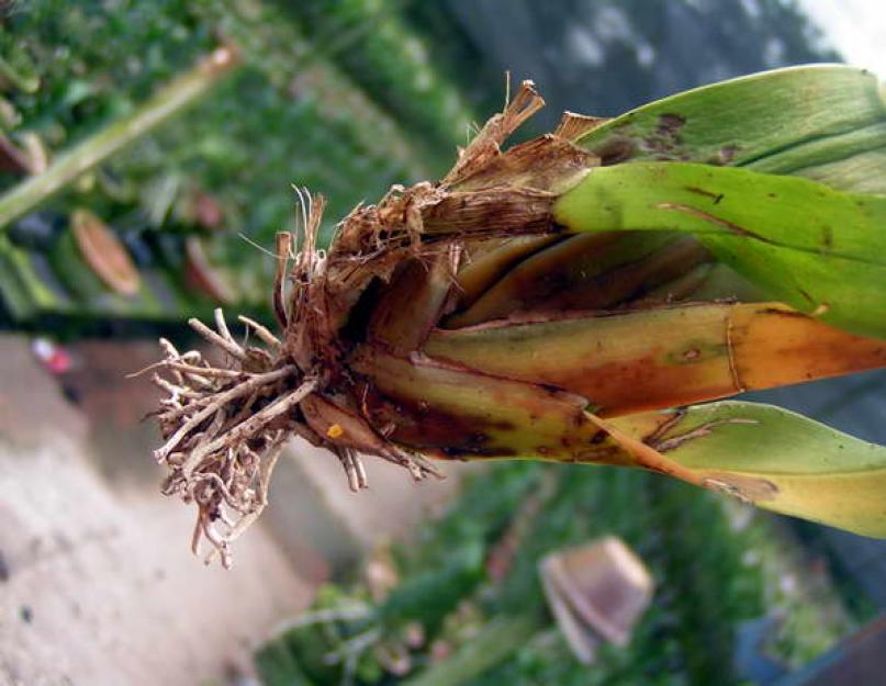 Дендробиум. Орхидея дендробиум Условия выращивания: что необходимо дендробиуму