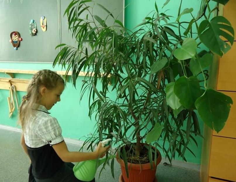 Список разрешенных цветов в школе. Комнатные растения запрещенные и разрешенные в детском саду