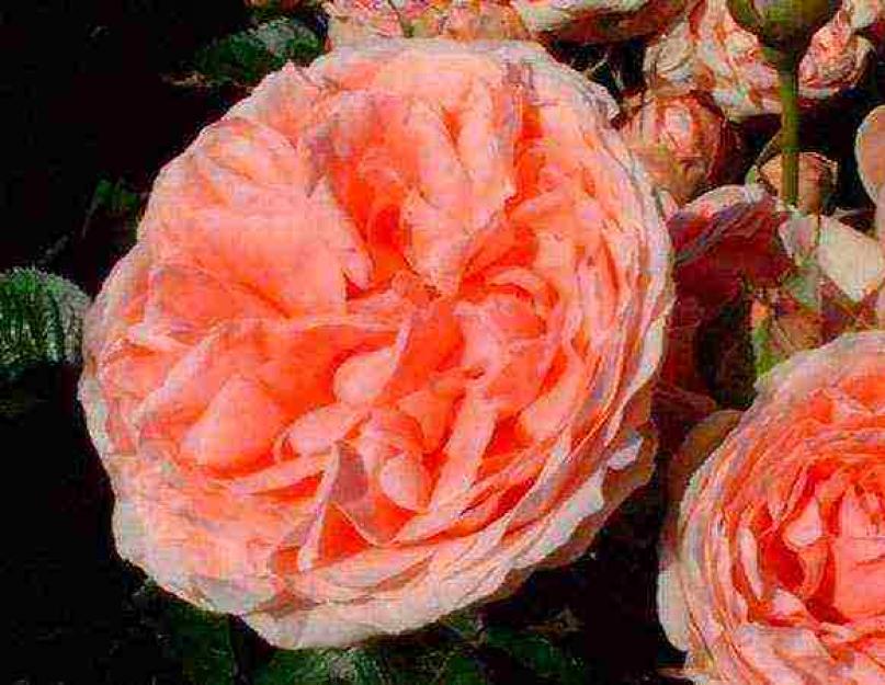 Роза флорибунда фламенко посадка и уход. Розы Флорибунда: что это такое и чем они хороши