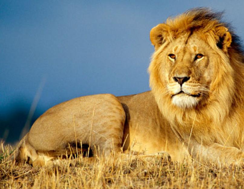 Ареал обитания львов на карте. Лев: интересные факты, фото и краткое описание
