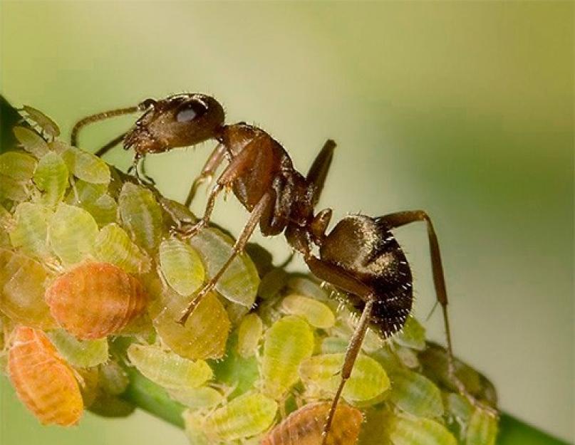 Средства от муравьев на садовом участке. Вред от черных муравьев саду и огороду