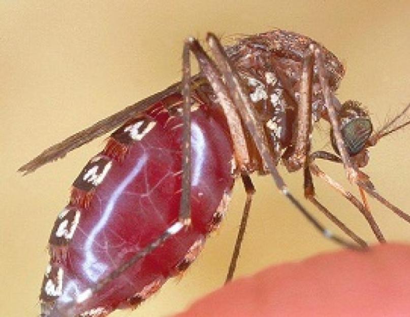 Что происходит после укуса малярийного комара. Осторожно: малярийный комар