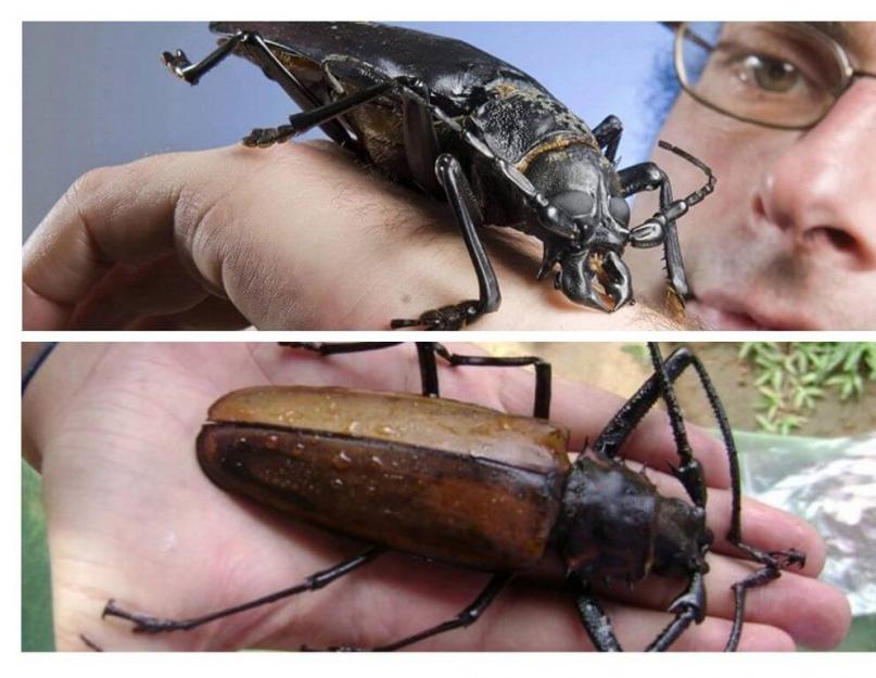Жук титан или дровосек-титан – крупное насекомое Южной Америки. Самые большие в мире жуки Где обитает дровосек титан материк