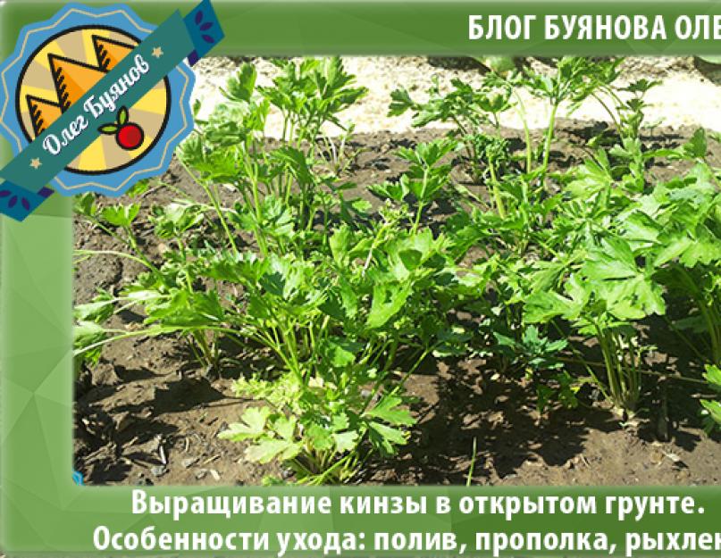 Выращивание кинзы и кориандра из семян. Как выращивать из семян кориандр на даче и дома