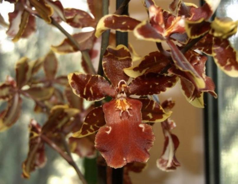 Камбрия виды и сорта. Камбрия (орхидея): уход и размножение в домашних условиях