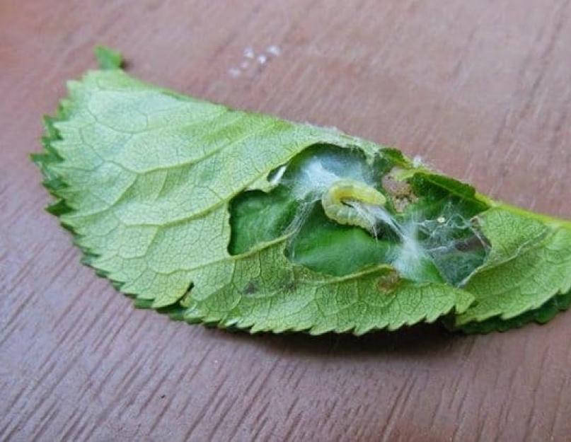 Груша листья сворачиваются в трубочку листовертка. Лечение болезней и борьба с вредителями груши