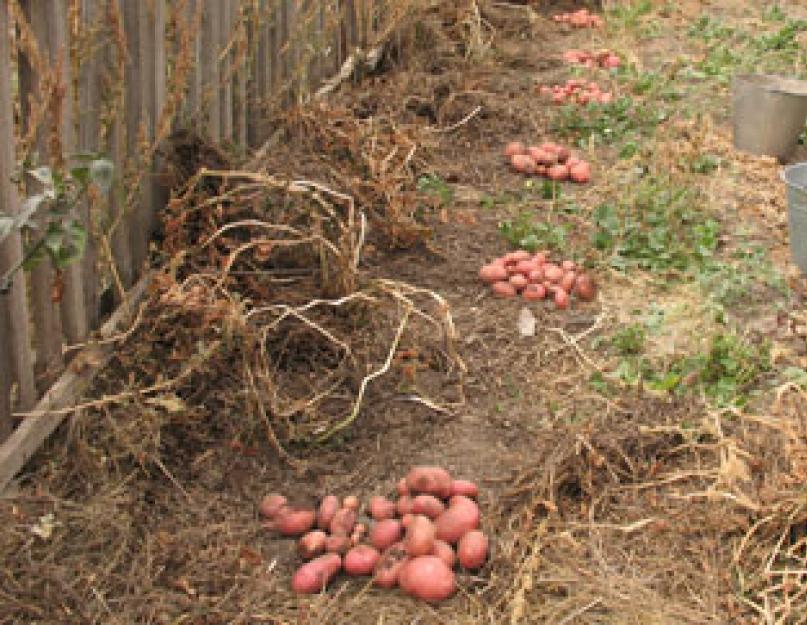 Посадка картофеля под травой огород без хлопот. Картошка под соломой — высокие урожаи при минимуме усилий