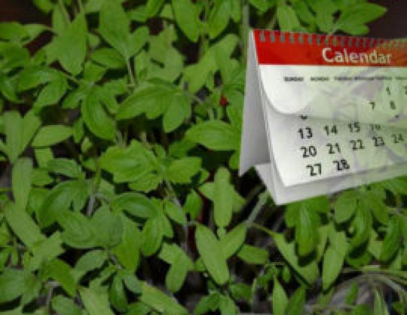 Лунный календарь огородных работ на апрель. Апрель — главный месяц для посадочных работ