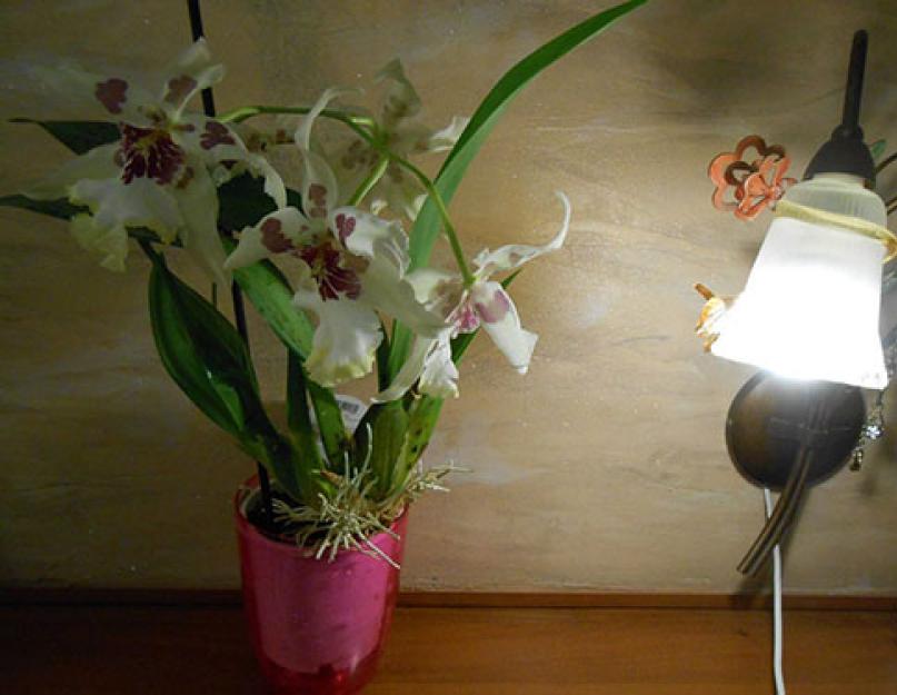 Камбрия что за зверь. Орхидный гибрид камбрия: цветение и уход