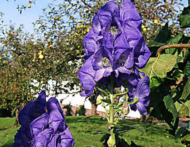 Аконит или борец – неприхотливое растение в саду. Сорта и виды аконита
