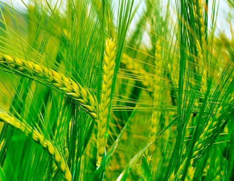 Роль пшеницы в природе и жизни человека. Технология возделывания пшеницы в таджикистане