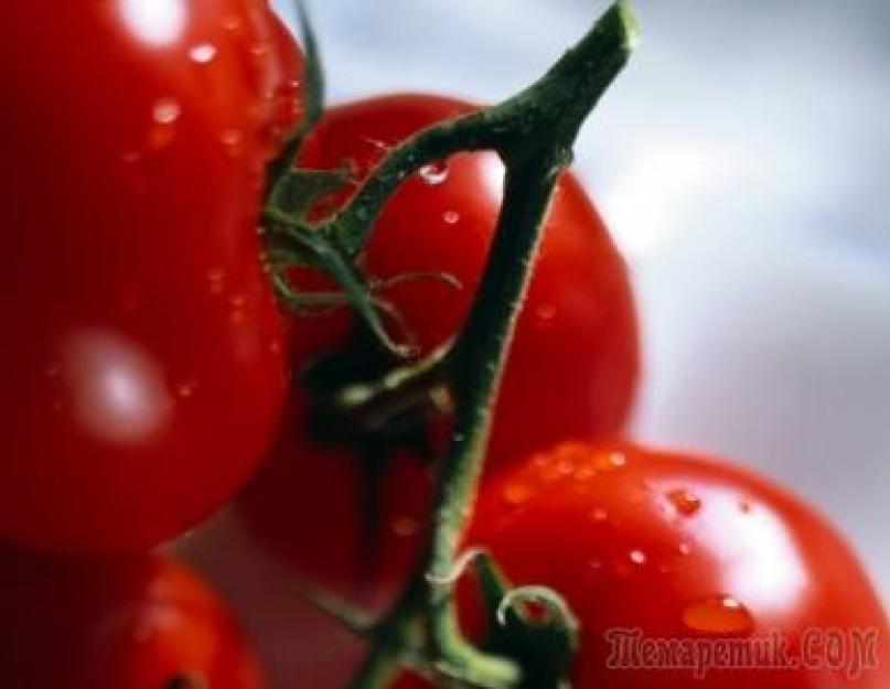 Ускорить созревание. Ускоряем созревание помидоров в открытом грунте – методы стимулирования томатов
