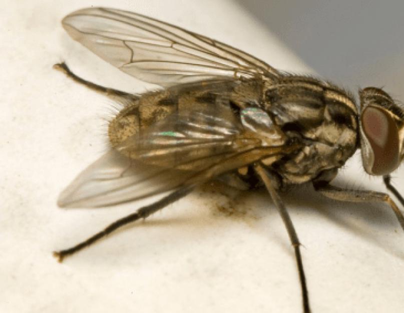 Средство от мух в дом условиях. Как избавиться от мух в квартире
