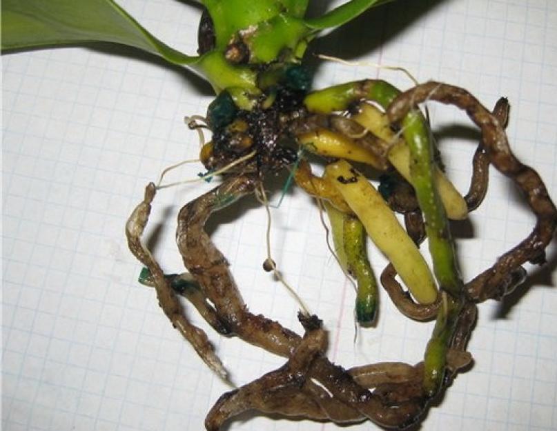 Болезни корней орхидей и их лечение. Почему появляются пятна на листьях и белеют корни у орхидеи