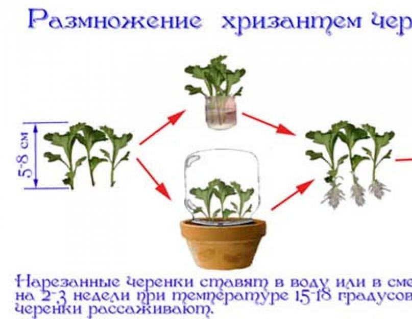Выращивание хризантем из черенков. Черенкование хризантем как искусство