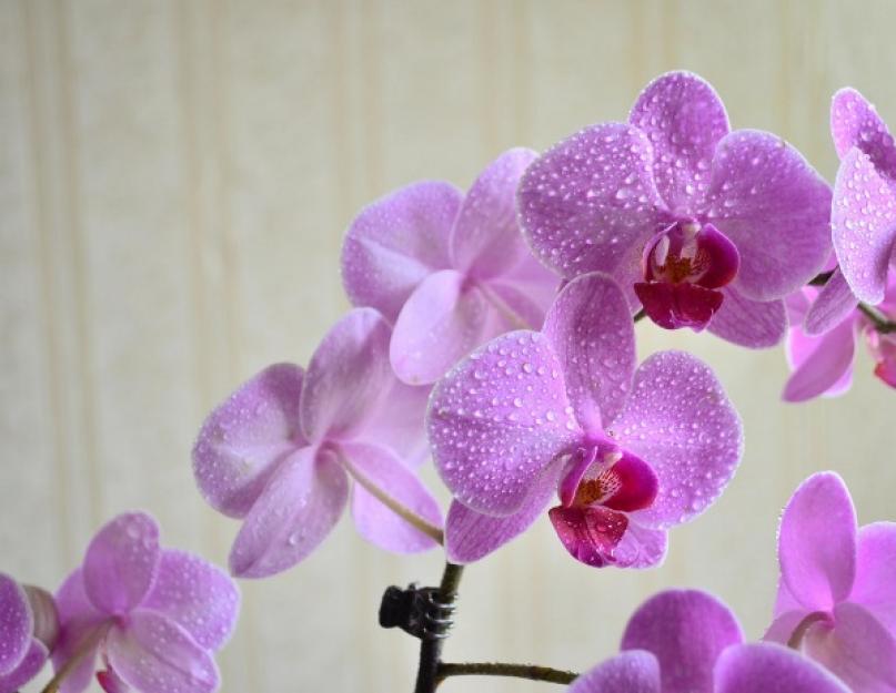 Как правильно уход за орхидеей. Какие бывают орхидеи и как за ними ухаживать