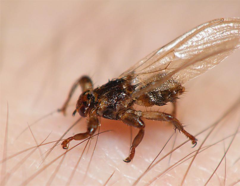 Лосиная муха чем опасна для человека. Чем опасны лосиные клещи и как защититься от них