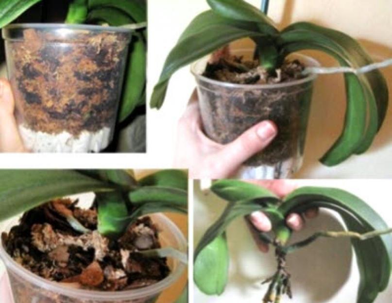 Полив пересаженной орхидеи. Пересадка орхидеи фаленопсис. Полив орхидеи после пересадки. Корни орхидеи до и после полива. Торфяной горшочек в орхидее.