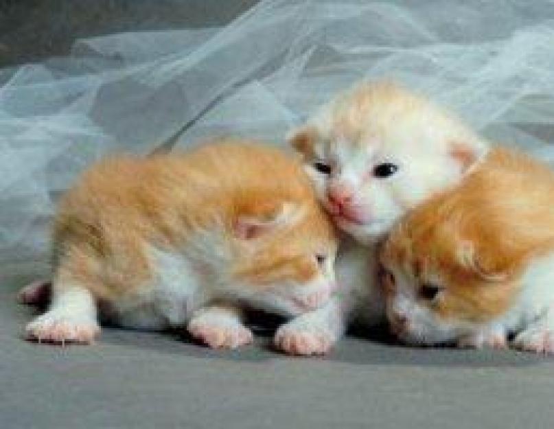 Как избавиться от блох у новорожденных котят? Блохи у котёнка: как избавиться от паразитов и не навредить питомцу Как избавить новорожденного котенка от блох. 