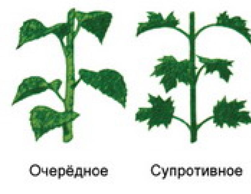Определение побега растения. Строение побега в биологии