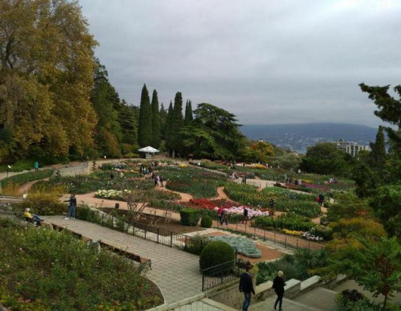 Ботанический сад выставка хризантем осень. «Бал хризантем» в Никитском ботаническом саду