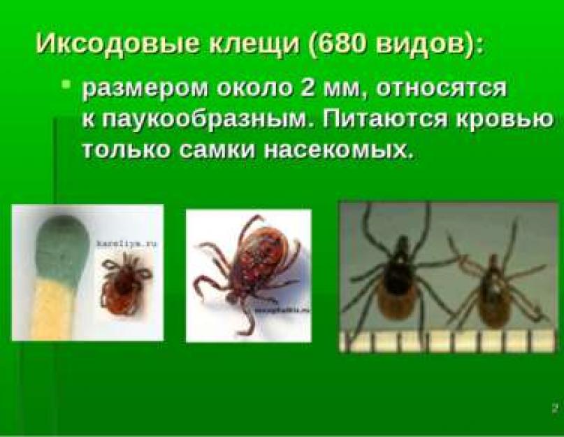 Опасные насекомые - иксодовые клещи. Презентация 