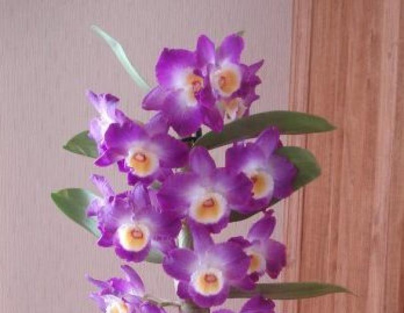 Как выращивается орхидея дендробиум уход в домашних условиях. Дендробиум фаленопсис Инфекционные заболевания орхидей