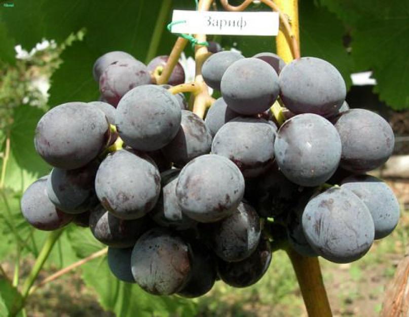 Сорта винограда средней полосы. Виноградные сорта для регионов Средней полосы – обзор с описанием и фото