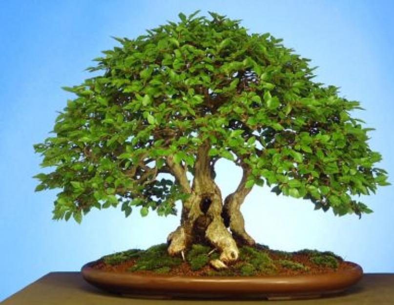 Сакура дерево размножение. Советы садоводам: как вырастить сакуру из семян