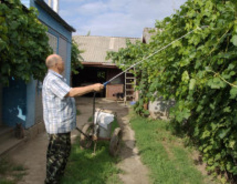 Средства борьбы с виноградным зуднем на винограде. Фото, описание и средства борьбы с вредителями винограда