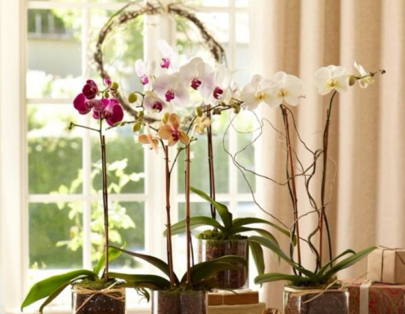 Янтарная кислота для орхидей - как и когда применять? Применение янтарной кислоты для орхидей: приготовление раствора, правила полива и обработки Янтарная кислота для орхидей как применять. 