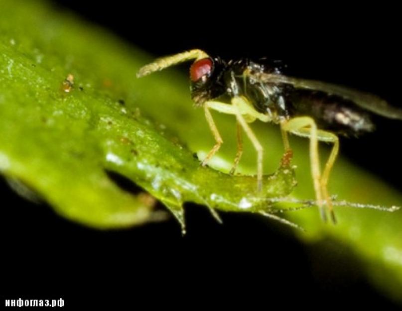 Самые маленькие насекомые в мире. Вот вам Три ступени миниатюризации