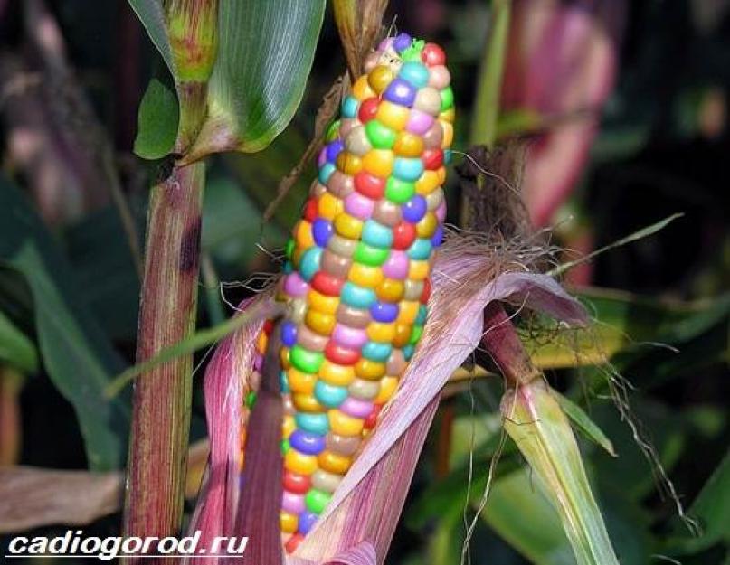 Выращивание кукурузы. Как и когда сажать кукурузу? Уход за кукурузой