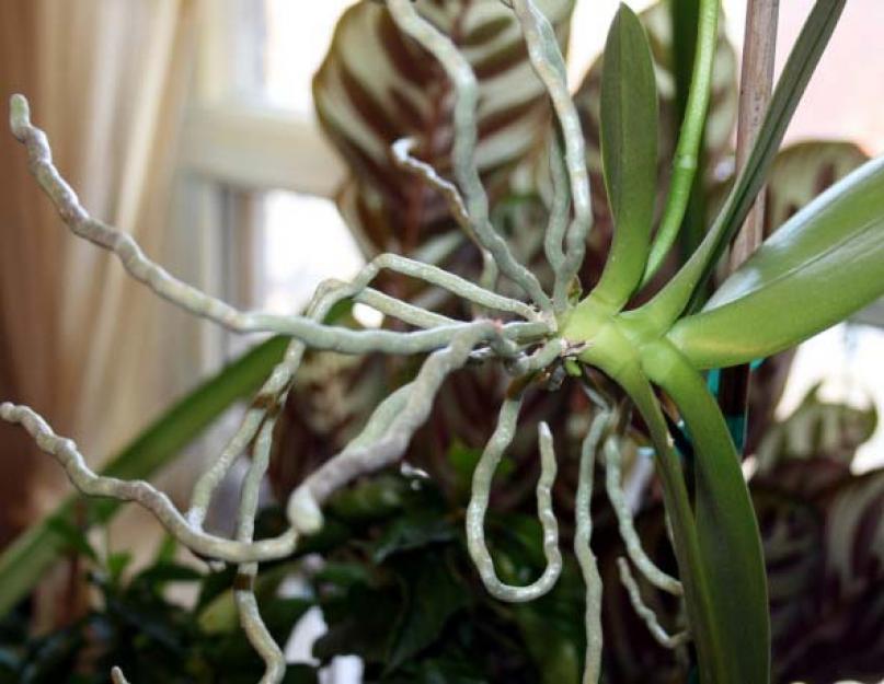 Что такое воздушные корни у орхидеи и что с ними делать? Корни орхидеи Воздушные корни орхидеи сообщение. 