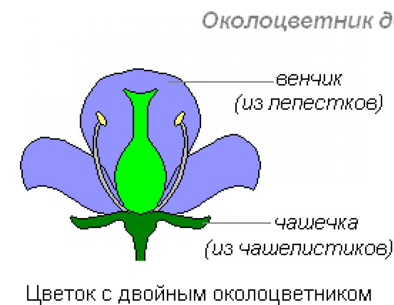 Научное определение цветок. Строение цветка растения