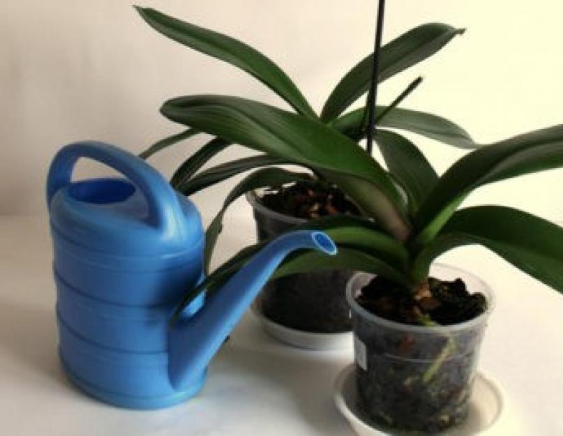 Чесночная настойка для полива орхидей. Чесночная вода для стимуляции цветения орхидей