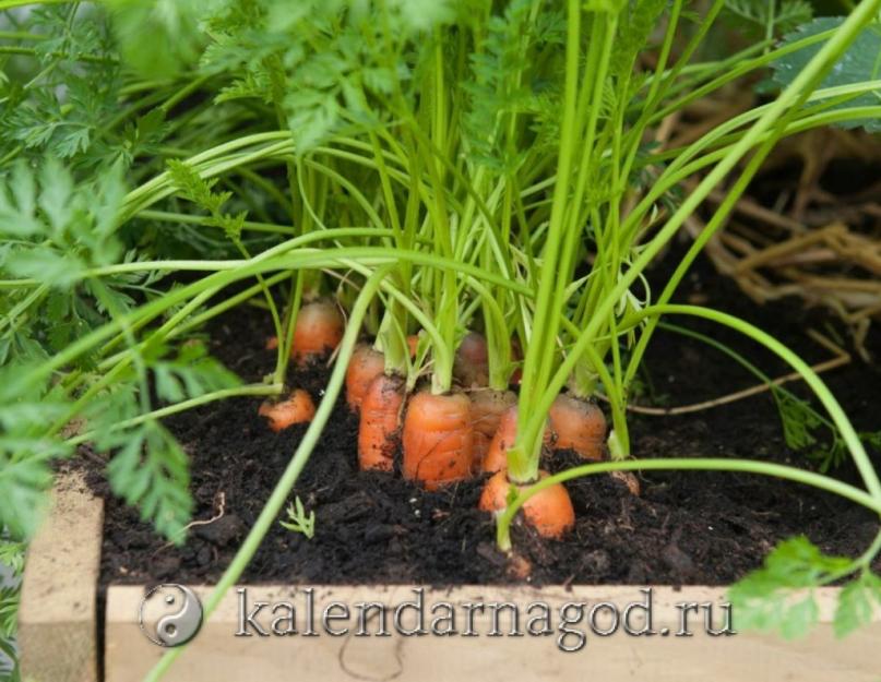 Посадить морковь в апреле по лунному календарю. Когда сеять морковь по лунному календарю