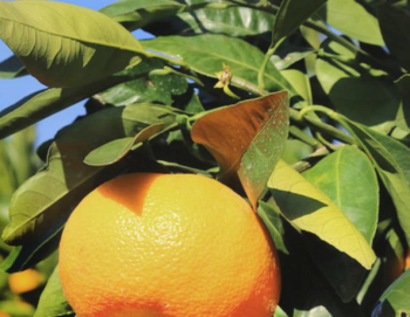 Комнатный мандарин mandarin citrus reticulata страна производитель. Мандарин (Citrus reticulata)